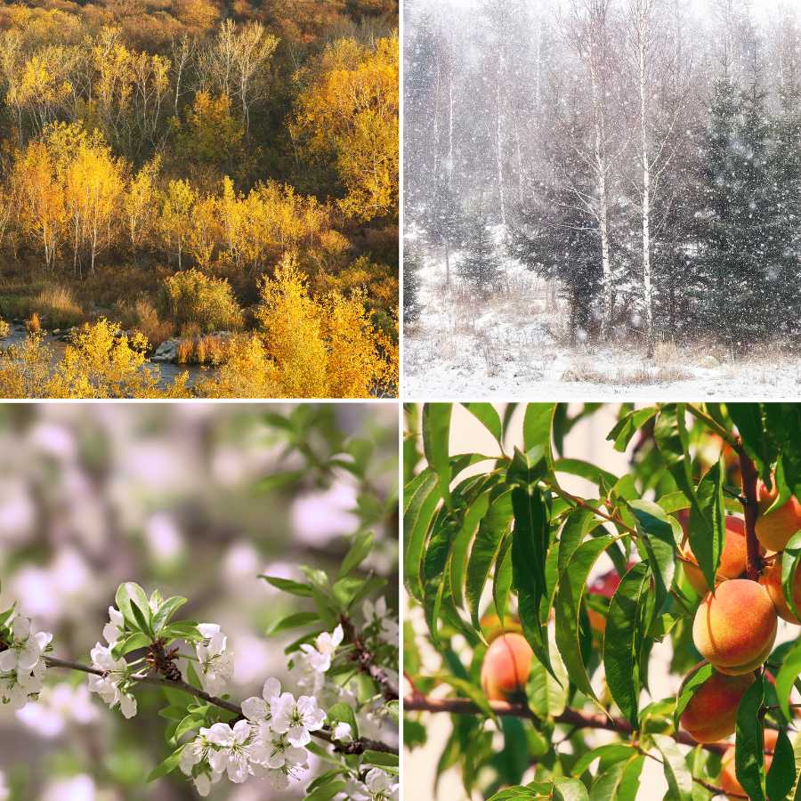 𝙵𝚁𝙰𝙶𝚁𝙰𝙽𝙲𝙴 𝚃𝙷𝚁𝙾𝚄𝙶𝙷 𝚃𝙷𝙴 𝚂𝙴𝙰𝚂𝙾𝙽𝚂: 𝙲𝙷𝙾𝙾𝚂𝙸𝙽𝙶 𝚂𝙲𝙴𝙽𝚃𝚂 𝙵𝙾𝚁 𝙴𝚅𝙴𝚁𝚈 𝙼𝙾𝙼𝙴𝙽𝚃