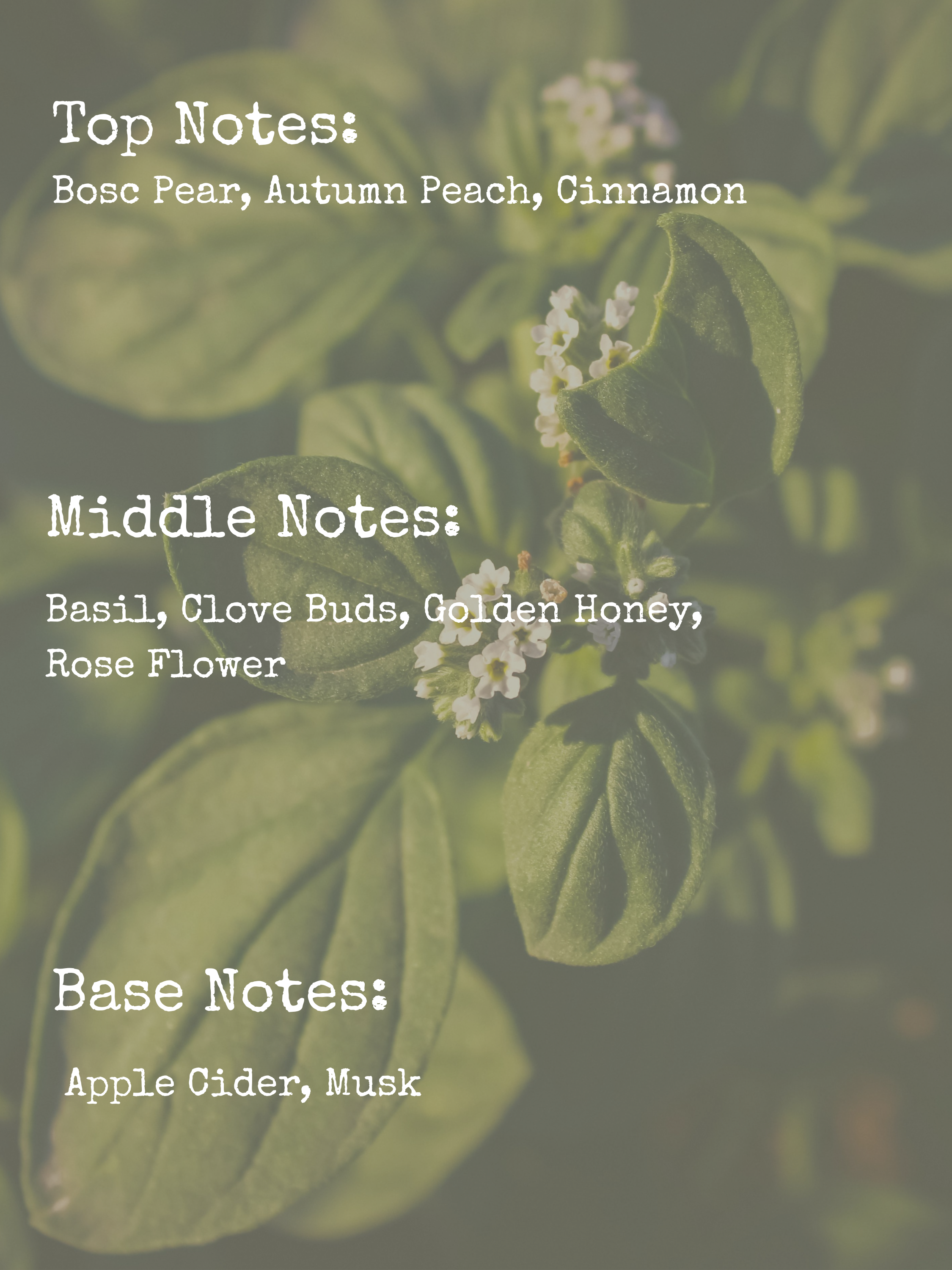 𝙱𝙰𝚂𝙸𝙻 + 𝙱𝙻𝙾𝙾𝙼 | 8𝚘𝚣 𝙲𝚊𝚗𝚍𝚕𝚎 | 𝙼𝙰𝙳𝙳𝚈'𝚂 𝚁𝙴𝙲𝙸𝙿𝙴 𝙱𝙾𝙾𝙺