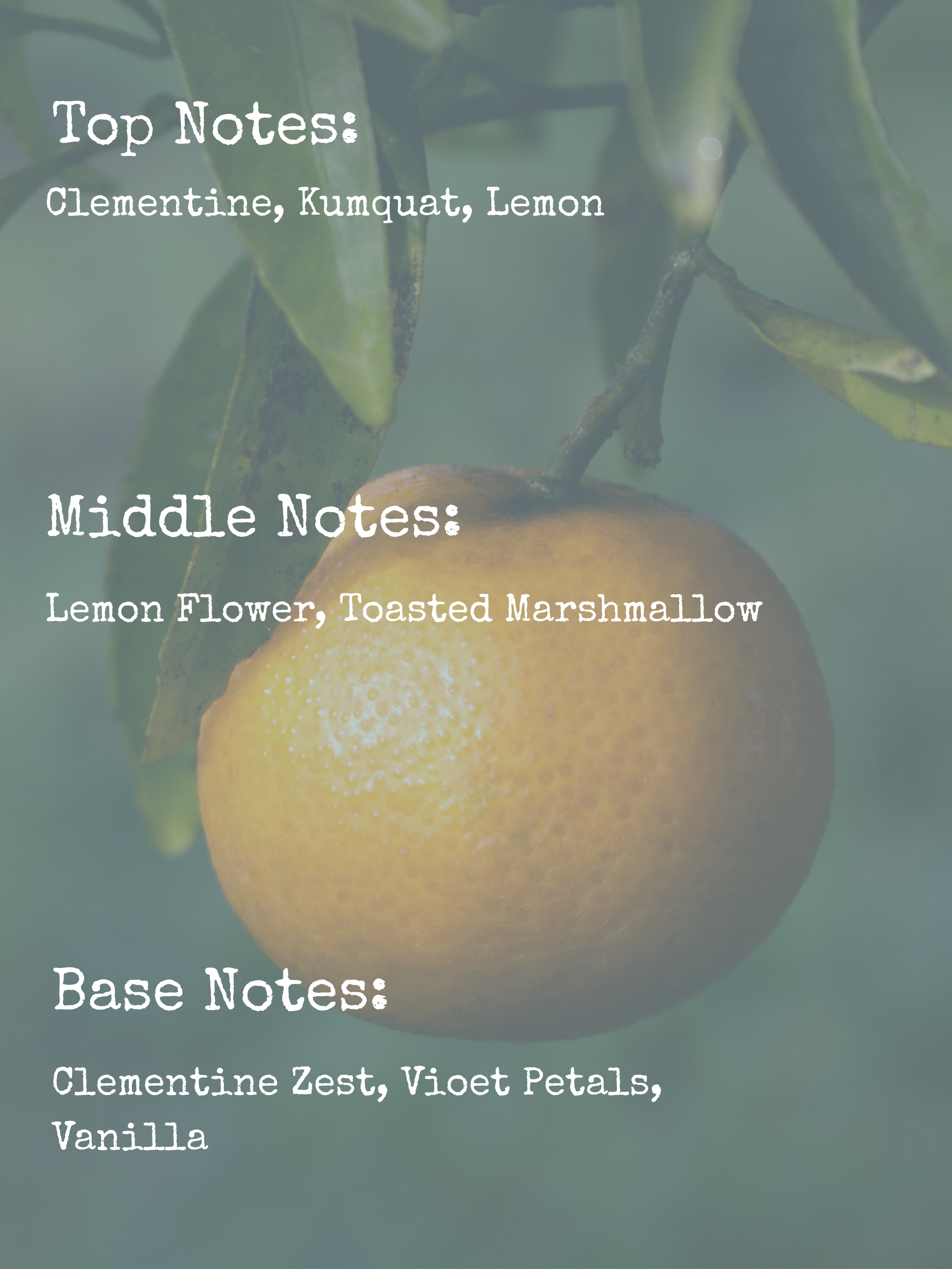 𝙳𝙰𝚈 𝙳𝚁𝙴𝙰𝙼𝙴𝚁 | 8𝚘𝚣 𝙲𝙰𝙽𝙳𝙻𝙴 | 𝙼𝙰𝙳𝙳𝚈'𝚂 𝙼𝙴𝙼𝙾𝚁𝙸𝙴𝚂